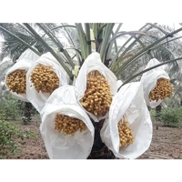 ksa/images/productimages/demas-factory-for-non-woven-industry/nonwoven-fabric-service/non-woven-fabric-bags-for-date-bunch-protection.webp