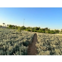 ksa/images/productimages/green-wavs-landscaping-company/landscaping-service/plantation-and-maintenance.webp