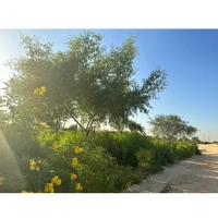 ksa/images/productimages/green-wavs-landscaping-company/landscaping-service/softscape.webp
