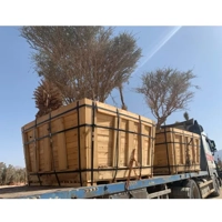 ksa/images/productimages/green-wavs-landscaping-company/landscaping-service/tree-transplanting.webp