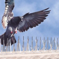 uae/images/productimages/eastern-wings-equipment/bird-spike/bird-b-gone-polycarbonate-bird-spikes.webp