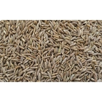 uae/images/productimages/sarf-commodities-dmcc/cumin-seed/cumin-seed-25-and-50-kg.webp