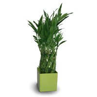 uae/images/productimages/sonya-plants-and-flowers-llc/indoor-plant/indoor-plant-mixed-plants-spr-2-2.webp