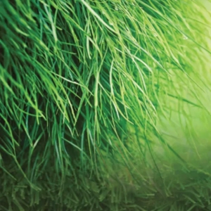 Artificial Turf