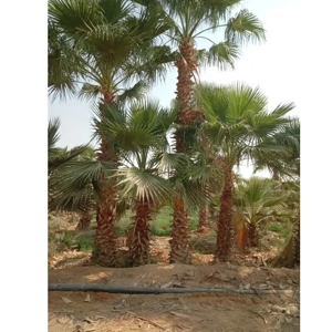 Tree Supply & Planting Service