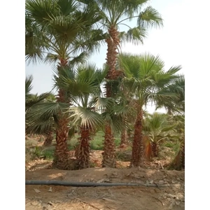 Tree Supply & Planting Service
