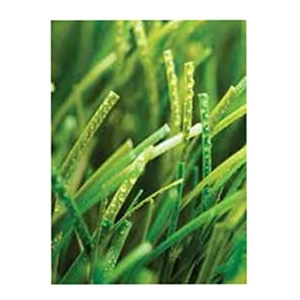 Artificial Turf