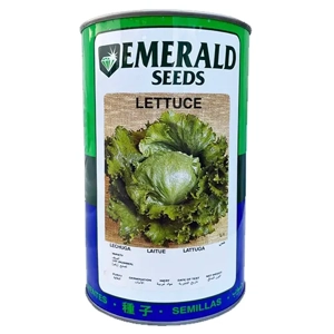 Lettuce Seed