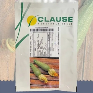 Zucchini Seed