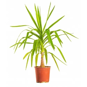 Yucca Plant