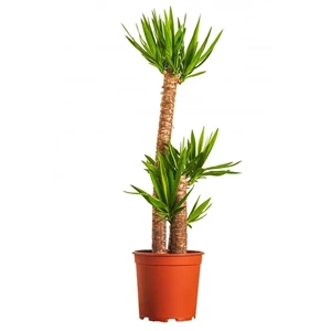 Yucca Plant