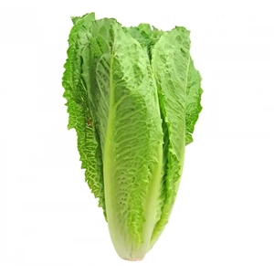 Lettuce Seed