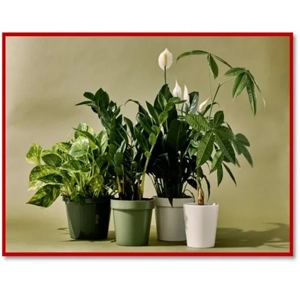 Greenhouse Irrigation Service