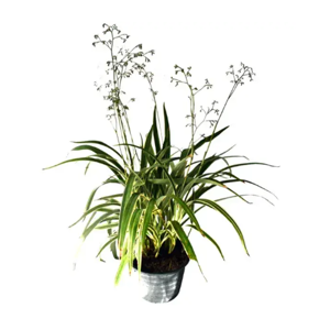 Outdoor Plant