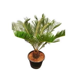 Outdoor Plant