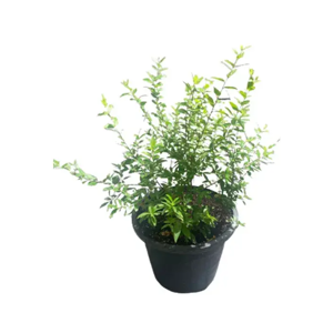 Outdoor Plant