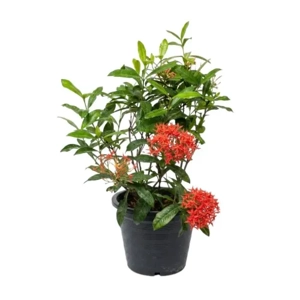 Outdoor Plant