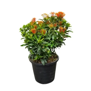 Outdoor Plant