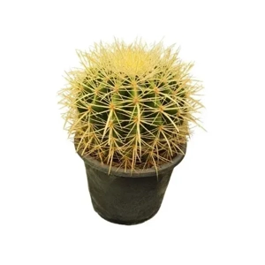 Outdoor Plant
