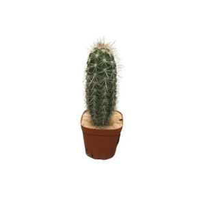 Outdoor Plant