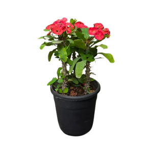 Outdoor Plant