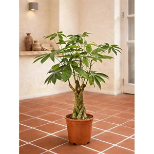 Indoor Plant