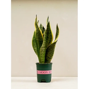 Indoor Plant