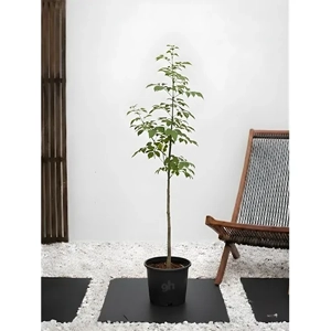 Outdoor Plant