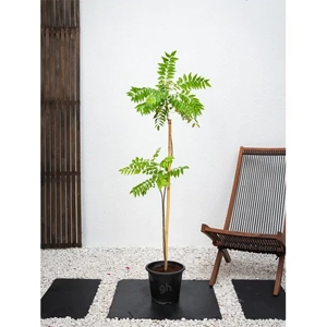 Outdoor Plant