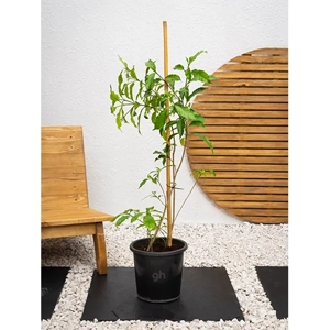 Outdoor Plant