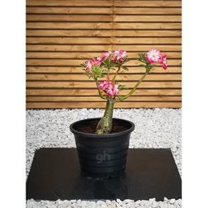 Outdoor Plant