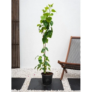 Outdoor Plant