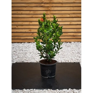 Outdoor Plant