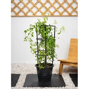 Outdoor Plant