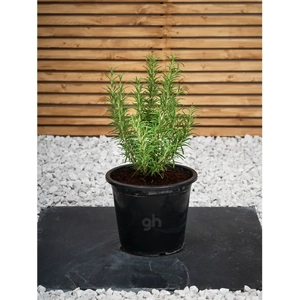 Outdoor Plant