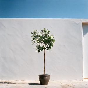 Outdoor Plant