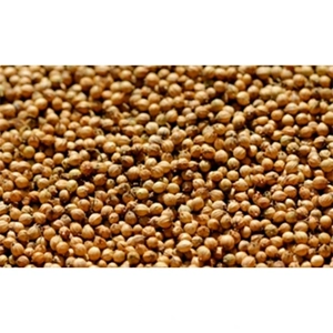 Coriander Seed