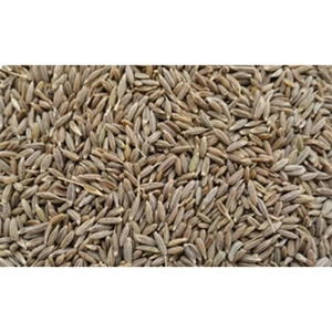 Cumin Seed