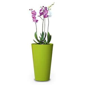 Indoor Plant