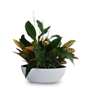 Indoor Plant