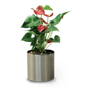Indoor Plant