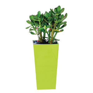 Indoor Plant